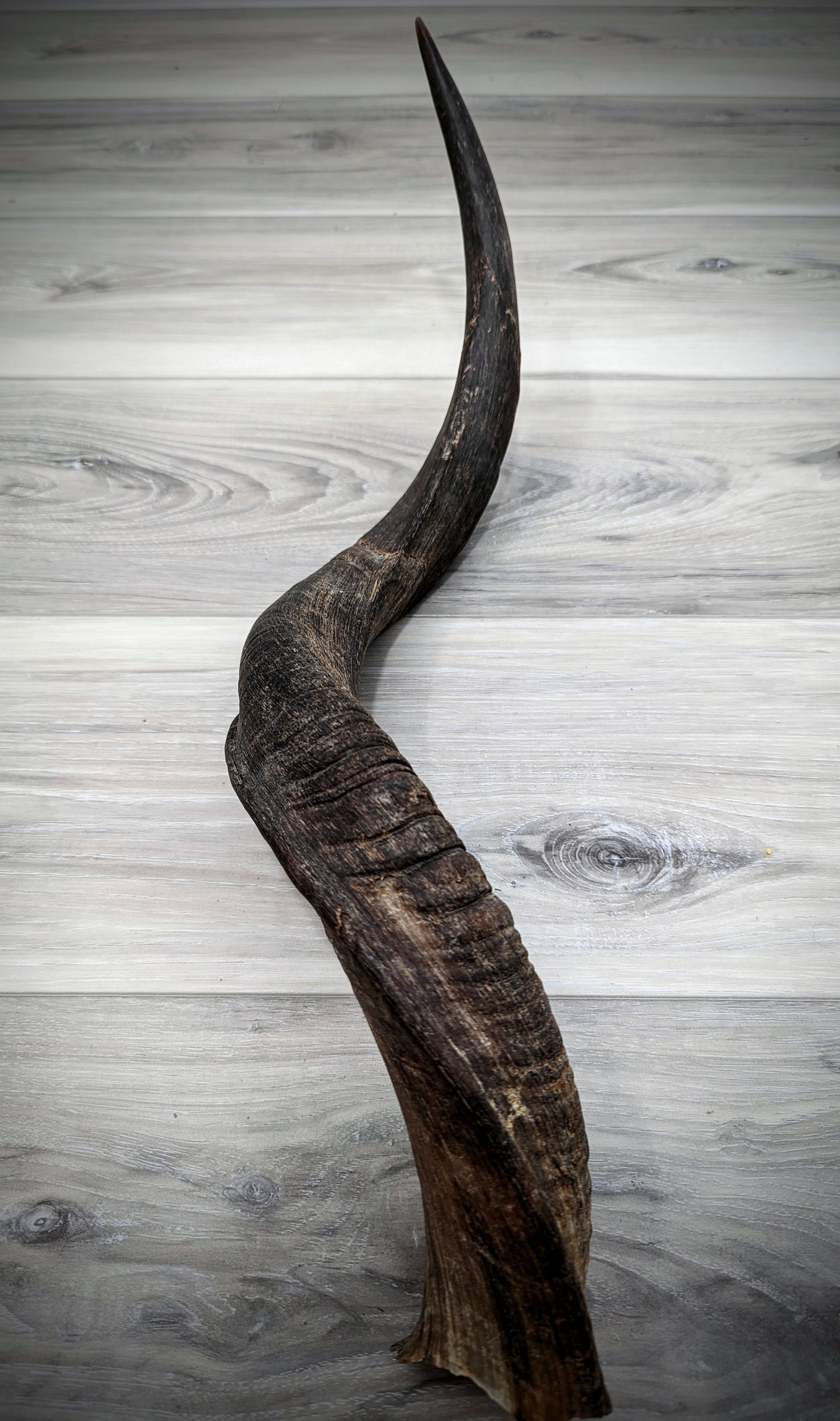 Kudu Horn