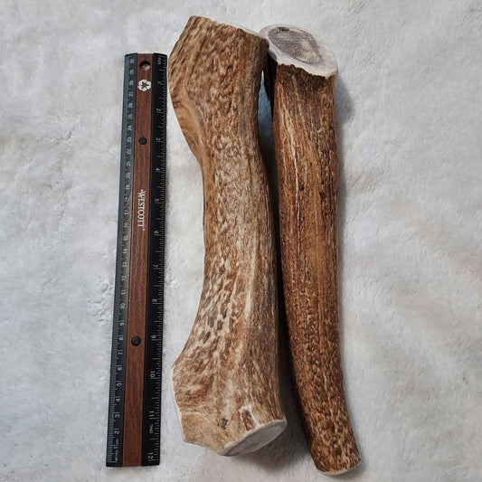 GIANT 12"+ Elk antler dog chew